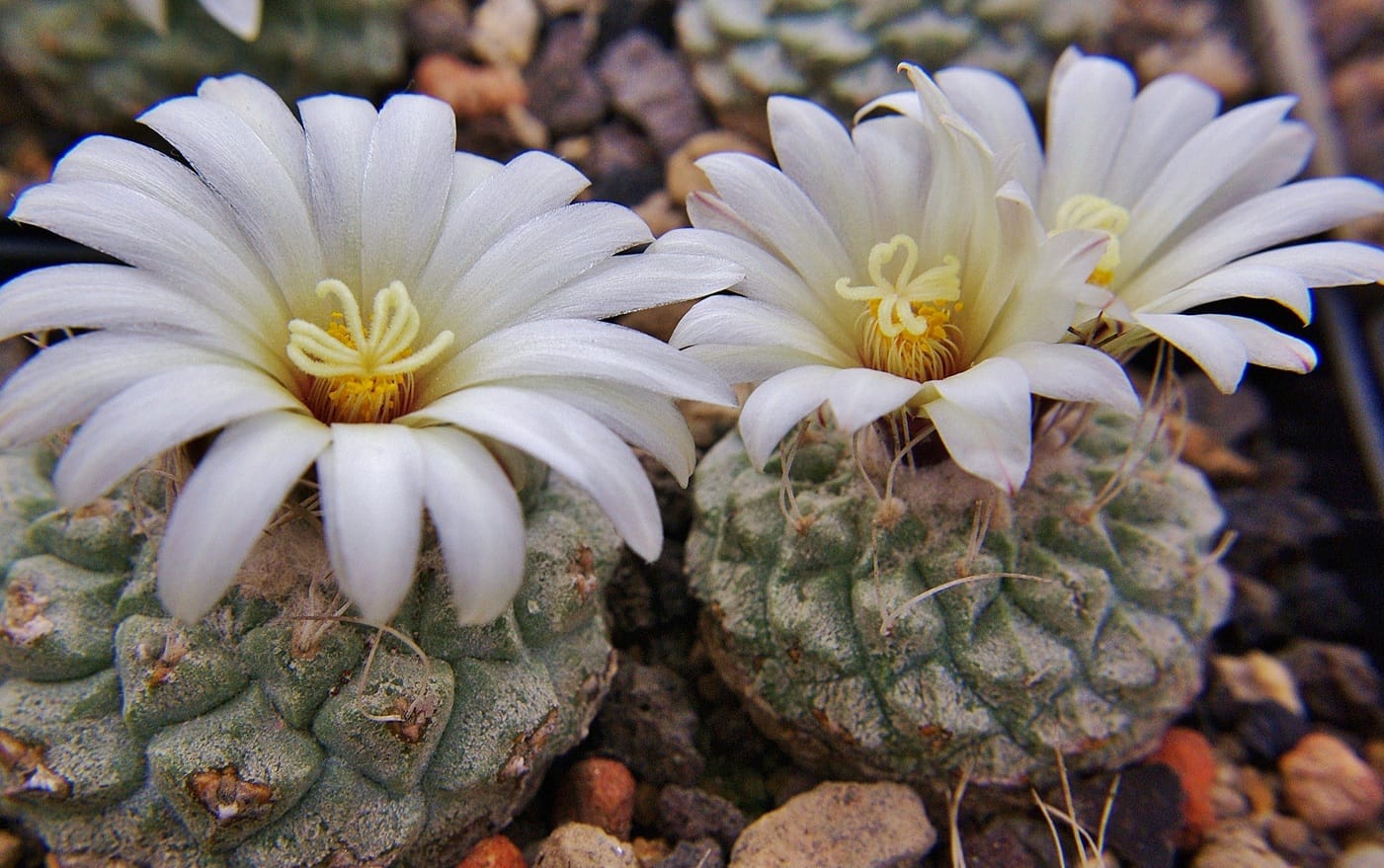 STROMBOCACTUS